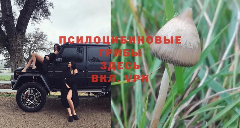 купить закладку  Нальчик  Галлюциногенные грибы Psilocybine cubensis 